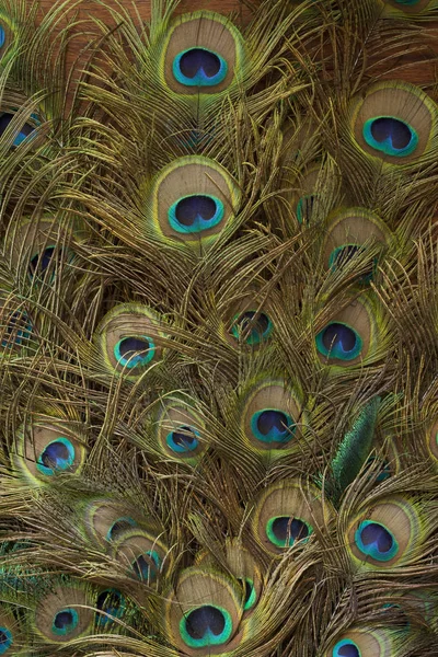 peacock feathers on a table background