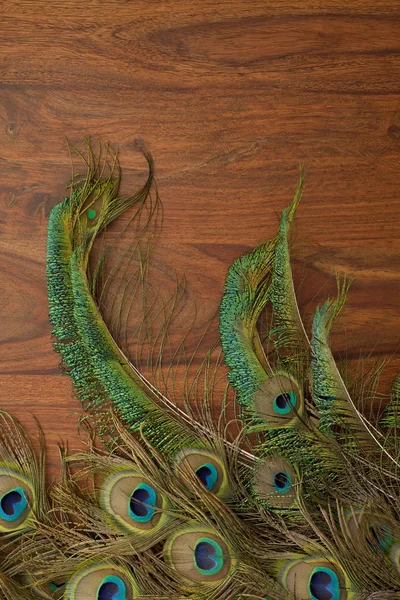 peacock feathers on a table background