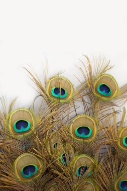 Tavus kuşu tüyü beyaz zemin üzerine