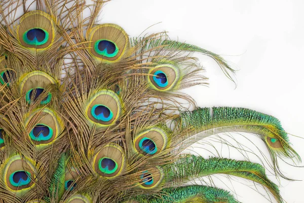 Plumas Pavo Real Sobre Fondo Blanco —  Fotos de Stock