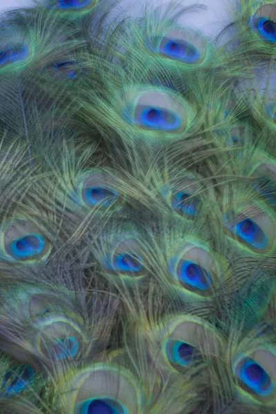 Blury 孔雀羽毛在白色背景上 — 图库照片