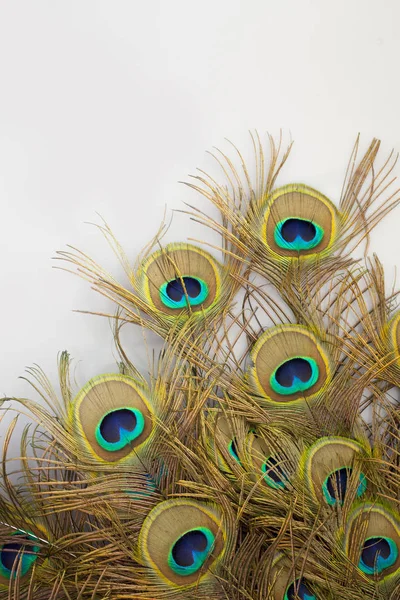 Plumas Pavo Real Sobre Fondo Blanco — Foto de Stock