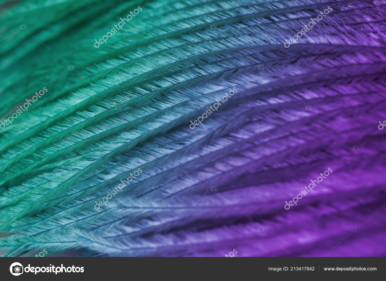 Close Ostrich Feathers Background Stock Photo by ©studioflara 213417842