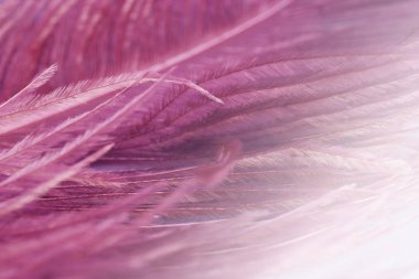 Devekuşu tüyü arka plan için yakın çekim