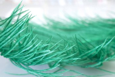 Devekuşu tüyü arka plan için yakın çekim