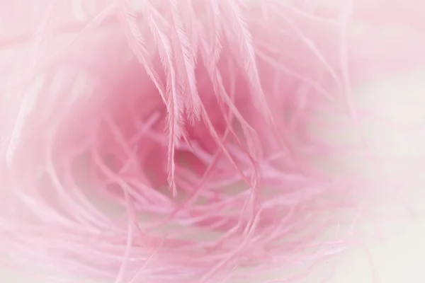 Close Ostrich Feathers Background — Stock Photo, Image