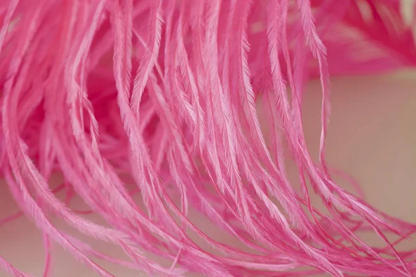 Close Ostrich Feathers Background — Stock Photo, Image