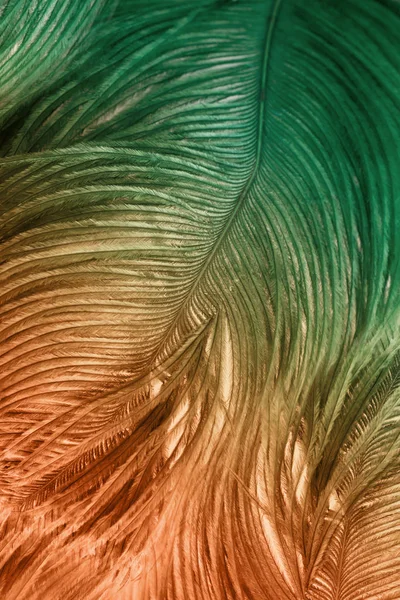 背景のダチョウの羽のクローズ アップ — ストック写真