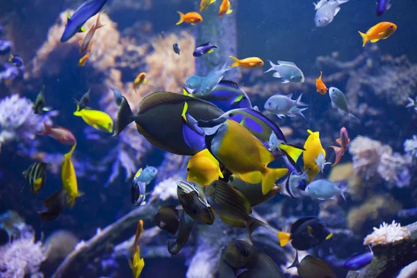 Peces Colores Arrecife Coral — Foto de Stock