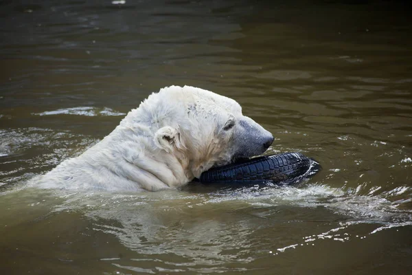 Ijsbeer Spelen Water — Stockfoto