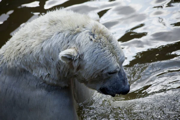 Oso Polar Jugando Agua —  Fotos de Stock