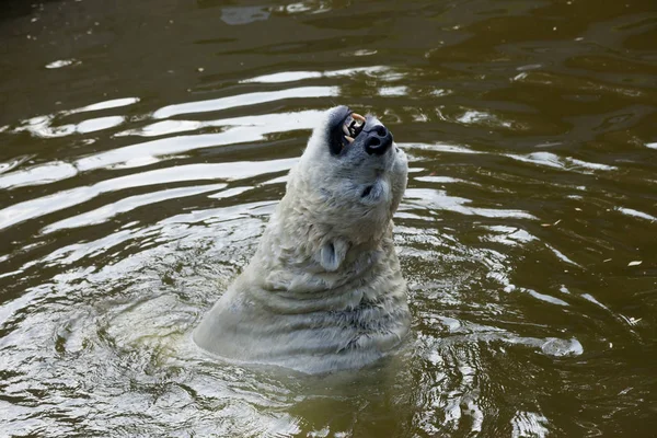 물에서 북극곰 — 스톡 사진