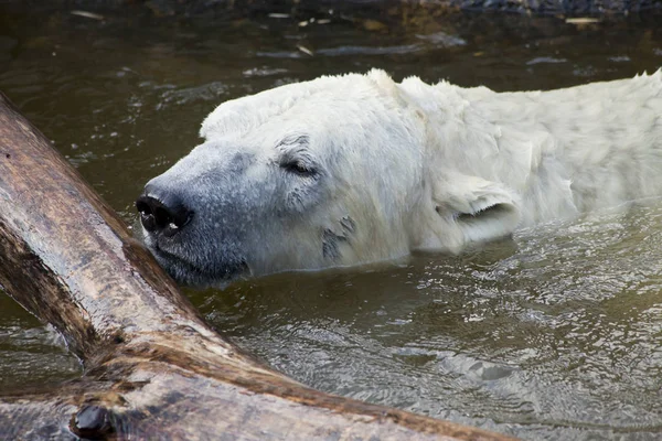 Ijsbeer Spelen Water — Stockfoto