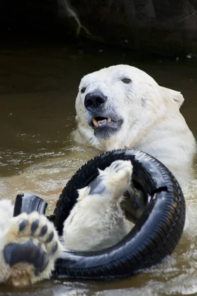 polar bear playing in water