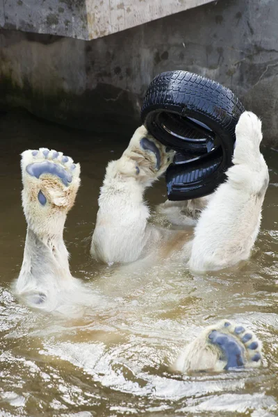 Urso Polar Brincando Água — Fotografia de Stock