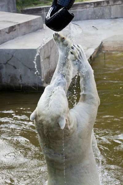 Polar Bear Playing Water Royalty Free Stock Images