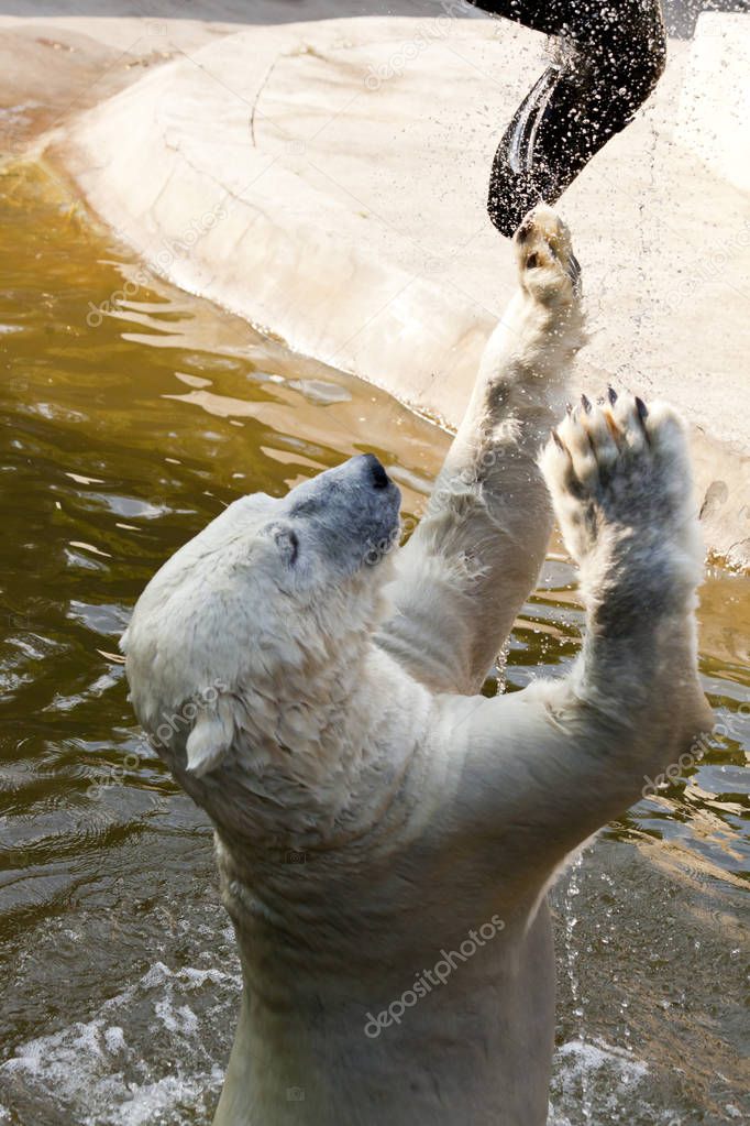 polar bear playing in water