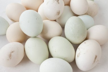 birden çok renk yumurta sürü