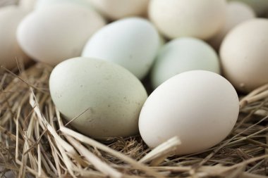 birden çok renk yumurta sürü