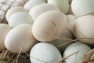 birden çok renk yumurta sürü