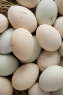 birden çok renk yumurta sürü