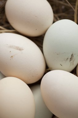 birden çok renk yumurta sürü