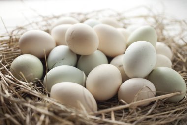 birden çok renk yumurta sürü