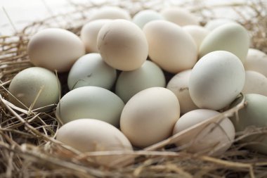 birden çok renk yumurta sürü