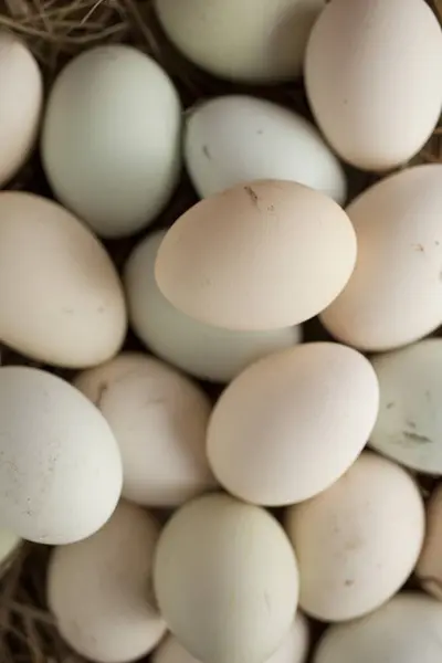 색상으로 계란을 — 스톡 사진