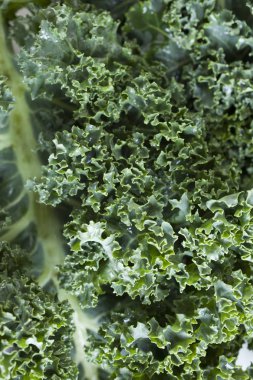 sağlıklı ham yeşil lahana