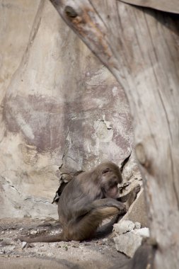 Güneşli bir günde Babun Maymun