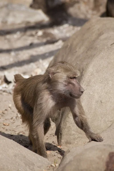 Macaco Babuíno Dia Ensolarado — Fotografia de Stock
