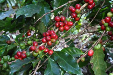 Tayland 'ın Chiang Rai bölgesinde olgun meyveli Arabica kahve ağacı.
