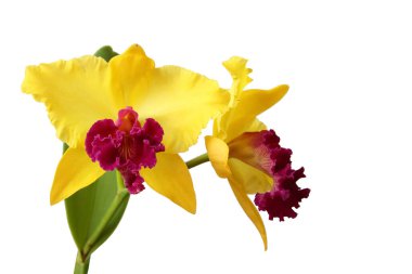 Cattleya orkideleri beyaz arka planda izole edilmiş çiçekler