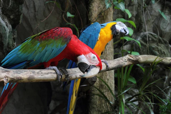 Oiseau Animal Perroquets Colorés Disant Sur Nature Des Arbres — Photo