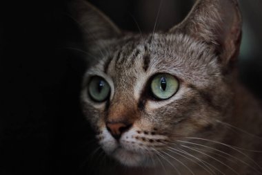 Siyah bir açıdan bakan Asyalı bir kedinin yakın çekimi.