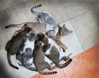 Kediler anne kedilerden süt emiyor.