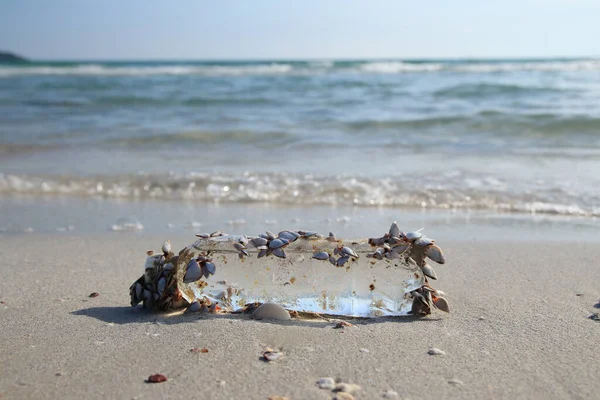 Чистый Пластиковый Мусор Бутылки Моллюсками Фоне Пляжа — стоковое фото