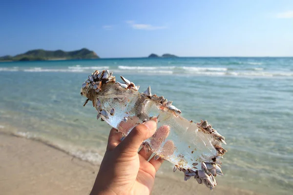 Denizden toplanan temiz plastik şişe atıkları midyeler, midyeler var.