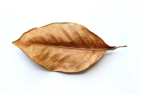 Beyaz arkaplanda kuru yaprakları kapat. Kuru yapraklar nesne.