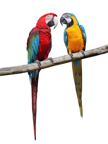 Colorful Parrots Saying Isolated White Background — Stock Photo, Image