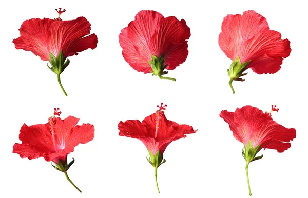 Beyaz arkaplanda izole edilmiş Kırmızı Hibiscus kümesi