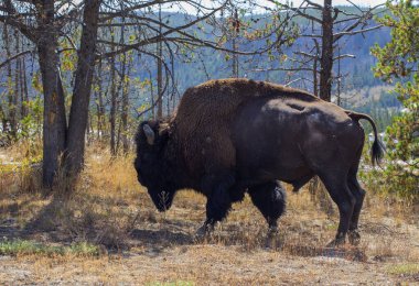 Yellowstone Ulusal Parkı 'ndaki erkek bizon, ABD.