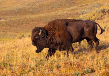 Yellowstone Ulusal Parkı 'ndaki vahşi bizon, ABD.