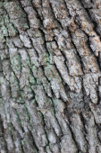 pozadí textury kůry stromu