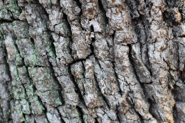 Υφή Φόντου Του Φλοιού Δέντρου — Φωτογραφία Αρχείου