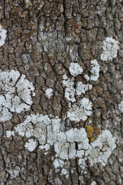 Textura Fondo Corteza Árbol —  Fotos de Stock