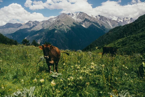Gony Cows Highly Mountains — Stock Photo, Image