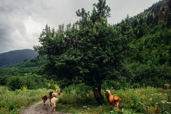 Rest Falls Mountains — Stock Photo, Image