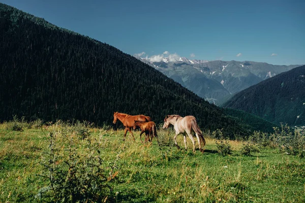 Beautiful Wild Mountain Horses — Stock Photo, Image